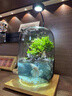 新年喬遷禮盒苔蘚微景觀(guān)生態(tài)瓶創(chuàng  )意面造景綠植盆栽節日生日禮物 生命之樹(shù)微景觀(guān)成品（煙灰款） 曬單實(shí)拍圖