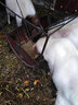 喜鵬 飼料顆粒機(jī)小型家用顆粒機(jī)飼料全自動(dòng)玉米秸稈顆粒機(jī)牛羊制粒機(jī) 新款125型連軸款+5.5kw220v 曬單實(shí)拍圖