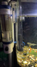 森森（SUNSUN）耀藍魚缸壁掛式過濾器YBF-500外置過濾桶【魚便分離+過濾升級】6W 曬單實拍圖