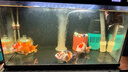 創(chuàng  )寧魚(yú)缸增氧泵養魚(yú)加氧氣 充氧機充電攜帶便攜式 戶(hù)外釣魚(yú)增氧機 小號7W【裸泵無(wú)配件】 曬單實(shí)拍圖