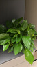 雙盟綠蘿盆栽除甲醛花卉綠植辦公室新房?jì)艋諝?80加侖4盆裝源頭直發(fā) 曬單實(shí)拍圖