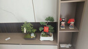 芙洛拉花園【兩小時(shí)達】五層塔松盆栽送導師青松綠植喬遷生日開(kāi)業(yè)重陽(yáng)節禮物 萬(wàn)事青松【精致造景五層塔松盆景】 送老師推薦 曬單實(shí)拍圖
