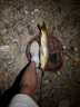 創(chuàng)威凌天三代釣魚竿手竿碳纖維魚桿十大物魚竿全套一套臺釣魚竿漁具 5.4m 全能 曬單實(shí)拍圖