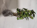 盆景吸甲醛臥室大盆金魚(yú)吊蘭植物室內好養花卉開(kāi)花凈化空氣甲吸醛 凈宅聚財【金魚(yú)(玉)滿(mǎn)堂-多色】澆水就爆花 扦插枝條【1-3枝】沒(méi)有帶根 曬單實(shí)拍圖
