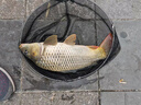 小鳳仙伊勢尼魚鉤子線組綁好子線雙鉤野釣大物專用魚鉤成品套裝鰱鳙鉤 伊勢尼有刺（鉤9#/線2.5#） 子線雙鉤-20付盒裝 曬單實拍圖