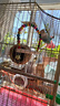 鳥(niǎo)籠鸚鵡籠子大號虎皮八哥牡丹玄鳳專(zhuān)用鳥(niǎo)窩家用畫(huà)眉別墅鳥(niǎo)類(lèi)用品 珍珠白【長(cháng)30*寬22*高38cm】 標配+飲水器+勺子+谷子+窩+秋千 曬單實(shí)拍圖