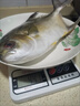 【順豐包郵】新鮮特大金鯧魚(yú)鮮活冷凍海魚(yú)金昌魚(yú)平魚(yú)白鯧海魚(yú)冰鮮 1條裝【每條0.8-1斤】 曬單實(shí)拍圖
