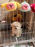 比熊幼犬純種比熊韓系比熊小體長不大茶杯犬飛耳比熊小型犬活體狗 寵物級 曬單實拍圖
