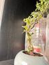 佰花錦六月雪盆景懸崖茶桌禪意室內(nèi)窗臺小綠植物辦公室茶幾擺件桌面盆栽 【送圓底座】六月雪+陶瓷冰裂盆+黑沙鋪面 10-20cm 曬單實(shí)拍圖