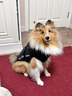 超可耐防風(fēng)防水柯基衣服柴犬雪納瑞泰迪冬季保暖狗狗衣服2025可牽引棉衣 隕石灰 XL碼（適合15-19斤） 曬單實(shí)拍圖