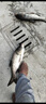 川澤大物鰱鳙魚漂加粗醒目草鳊翹行程浮漂大物漂遠(yuǎn)投抗風(fēng)浪走水浮標(biāo) CD-3【翹嘴鰱鳙】吃鉛5.0-7.0g 1號 曬單實拍圖