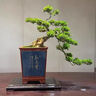 潮裕盆景黃楊盆景精品矮霸老樁造型真樹室內(nèi)花卉綠植盆栽客廳陽臺玄關(guān)擺件 黃楊盆景51 帶盆栽好 曬單實拍圖