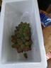 傾睦茉莉香葡萄【順豐】郁金香脆甜無籽紅提子玫瑰香孕婦新鮮水果禮盒 500g整串發(fā)貨/順豐包郵 曬單實拍圖