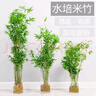 水培米竹室內(nèi)盆栽植物水養(yǎng)觀音竹富貴竹南天竹客廳竹子花卉綠植 精品米竹30顆【50-60厘米】 曬單實拍圖