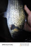 澳西尼澳西尼x7實(shí)戰派鯉鯽魚(yú)竿手竿釣魚(yú)竿超輕超硬湖庫輕量大物鰱鳙綜合 3.2m 靠邊鯽魚(yú)+實(shí)用禮包 曬單實(shí)拍圖