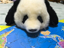熊貓工廠(chǎng)3月齡葉葉寶寶仿真熊貓玩偶送女友女生生日禮物可愛(ài)兒童毛絨公仔 【禮盒裝】3月齡葉葉 長(cháng)48*寬32*17 曬單實(shí)拍圖