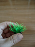 金晶五線超白魚缸生態(tài)造景水草缸家用魚缸玻璃魚缸桌面魚缸 魚缸造景仿真水草 隨機(jī)1棵 曬單實(shí)拍圖