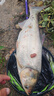 沃鼎王者神劍三代釣魚(yú)竿輕量大物竿鰱鳙巨物竿超硬超輕魚(yú)桿手竿臺釣竿 5.4m 3代輕量大物【性能野獸】 曬單實(shí)拍圖