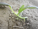 蒲公英甘藍種子野菜婆婆種植食用四季播種多年生種籽高產(chǎn)蔬菜種孑 原裝正品羽衣甘藍種子約100粒 原裝彩包1包 曬單實(shí)拍圖