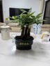 聽雪樓三桿發(fā)財(cái)樹盆栽桌面綠植擺件室內(nèi)辦公室客廳植物新房花卉 三桿發(fā)財(cái)樹+招財(cái)進(jìn)寶盆【冰裂藍(lán)釉】 含（吊牌+陶粒） 曬單實(shí)拍圖