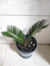 鐵樹(shù)盆栽小樹(shù)苗大盆景蘇鐵開(kāi)花公母一對門(mén)口客廳室內綠植好養植物 鐵樹(shù)3-5cm球莖粗（含加侖盆） 曬單實(shí)拍圖