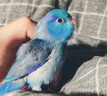 VERSELE-LAGA 凡賽爾虎皮鸚鵡特級飼料亞太版鳥(niǎo)糧虎皮玄鳳鳥(niǎo)食牡丹混合糧1kg  曬單實(shí)拍圖