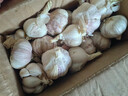 特大河南大蒜頭調(diào)料蒜蓉2025年新蒜頭蔬菜 河南中牟農(nóng)家蒜（50mm - 60mm特大） 2斤【辛辣十足 調(diào)味絕佳】 曬單實(shí)拍圖