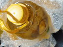 芙斯麗（bkychblexnonombl） 【俄羅斯國家館】原裝進(jìn)口大豆油5升 食用油5L油 5升X2桶 曬單實(shí)拍圖