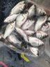 民間藝人DS高靈敏日夜兩用夜光漂鯽魚(yú)鯉魚(yú)醒目電子漂黑坑魚(yú)漂一體納米浮漂 DS5【自重1.75克/吃鉛2.5克】 曬單實(shí)拍圖