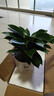 想開(kāi)大葉綠公主金鉆盆栽辦公室內客廳四季常綠好養易活植物桌面綠植 【客廳推薦】金鉆+大象牙白盆 曬單實(shí)拍圖