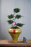 芙洛拉花園【兩小時(shí)達(dá)】五層塔松盆栽送導(dǎo)師青松綠植喬遷之喜開業(yè)教師節(jié)禮物 福滿新居【精致造景五層塔松盆景】 喬遷送禮推薦 曬單實(shí)拍圖