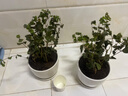 茉莉花苗盆栽四季開花帶花苞老樁驅(qū)蚊水培梔子花卉綠植物室內(nèi)好養(yǎng) 花苞多：茉莉苗10-15株【原土球】 高度30-40cm 曬單實(shí)拍圖