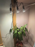 三思夾子植物燈led室內(nèi)全光譜綠植盆栽花卉分區(qū)補(bǔ)光燈-30W三頭不定時(shí) 曬單實(shí)拍圖