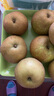 上海特產(chǎn)莊行蜜梨奉賢蜜梨翠冠梨當(dāng)季水果焦溪蜜梨上海雪梨生梨 單果6-8兩 帶箱10斤凈重9斤 曬單實(shí)拍圖