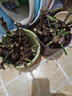 玫瑰花苗老樁特大花花卉綠植物盆栽月季薔薇室內外陽(yáng)臺四季 玫瑰花老樁/混搭色10顆 曬單實(shí)拍圖