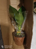 特價(jià)大葉金鉆綠公主盆栽植物除甲醛綠植辦公室四季常青室內(nèi)擺放花 【1盆】金鉆+基地原盆 含盆高度15-20厘米 曬單實(shí)拍圖