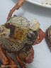 【活蟹】乾澄大閘蟹現(xiàn)貨 全母2.3-2.6兩8只 六月黃鮮活螃蟹去繩足重海鮮禮盒裝源頭直發(fā) 曬單實(shí)拍圖