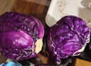 京地達山東新鮮紫甘藍凈重5斤 單果200g+新鮮蔬菜新鮮采摘源頭直發(fā)包郵 曬單實(shí)拍圖