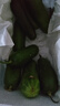 京喜加新鮮無(wú)刺水果小黃瓜小青瓜脆甜荷蘭脆嫩生吃黃瓜蔬菜 水果黃瓜 3斤 帶箱 曬單實(shí)拍圖