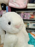 Jellycat【阿信同款】專(zhuān)柜代購害羞米色白色邦尼兔毛絨玩具安撫公仔跨年 乳白色邦尼兔 31cm 曬單實(shí)拍圖