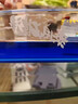 魚(yú)缸自動(dòng)喂食器小型魚(yú)缸自動(dòng)喂魚(yú)器智能定時(shí)魚(yú)食投喂器魚(yú)缸投料機 智能喂食器【容量約50克】 四檔智能定時(shí)/可調節投放量 曬單實(shí)拍圖