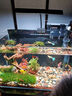 坤寧王金晶超白玻璃魚(yú)缸40造景裸缸客廳桌面溪流缸一體缸水族箱40*23*25 曬單實(shí)拍圖