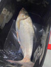 川澤伊勢尼魚鉤子線雙鉤成品綁好掛仕防纏繞鉤套裝野釣湖庫大物鰱鳙鉤 鉤5#線1.0#+鉤6#線1.2# 20副組合裝 曬單實拍圖