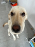 瑞諾氏【賽級冠軍犬同款】狗狗復合維生素片寵物多種維生素b幼犬防掉毛 【國內外品質(zhì)認證】去淚痕 【單瓶裝】約四個(gè)月量 曬單實(shí)拍圖