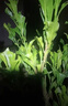 正品黃晶果樹(shù)苗嫁接苗6號南方盆栽地栽庭院黃寶石冬蜜黃金果樹(shù)苗 黃寶石品種 嫁接2年苗 曬單實(shí)拍圖