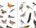 （加贈鳥(niǎo)類(lèi)貼紙）中國鳥(niǎo)類(lèi)觀(guān)察手冊鳥(niǎo)類(lèi)圖鑒百科全書(shū) 觀(guān)鳥(niǎo)手冊書(shū) 鳥(niǎo)類(lèi)行為動(dòng)物科普 中國國家地理書(shū)籍 包含1491種鳥(niǎo) 曬單實(shí)拍圖