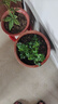 幸福樹(shù)平安樹(shù)綠植花卉小盆栽室內客廳辦公室四季常青植物凈化空氣 特價(jià)幸福樹(shù)1盆多顆原盆發(fā)貨 曬單實(shí)拍圖