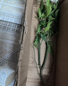 CHUANGSHIJI沙糖桔樹(shù)苗南方北方種植橘子樹(shù)苗柑桔果樹(shù)果苗嫁接砂糖地栽盆栽 4年精選苗 (當年結果) 81cm(含)-110cm(含) 曬單實(shí)拍圖