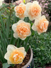 仙兔緩釋肥顆粒通用型花肥養花專(zhuān)用肥料綠植蔬菜園藝控釋肥氮磷鉀肥料 仙兔通用型長(cháng)效緩釋肥【450g】 曬單實(shí)拍圖