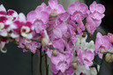 FLORADIXSalusFloradix德國莎露斯鐵元補鐵鐵劑產(chǎn)后女孕婦孕期缺鐵維c 經(jīng)典紅版鐵元口服液500ml*2 *1 曬單實(shí)拍圖